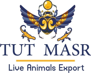 توت مصر لتصدير TUT Masr - Egyptian Reptiles Exporter